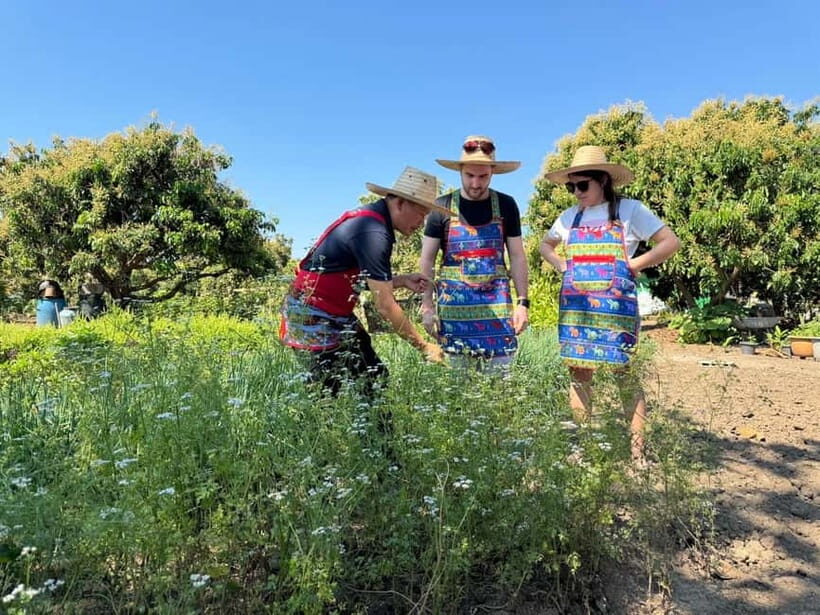 Chiang Mai : Cook in Farm, Market tour & Go by a Local Train - Visiting the Organic Farm: From Garden to Plate