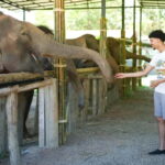 Chiang Mai: Jungle Jumbo Elephant Sanctuary with Waterfall - Practical Details and Tips
