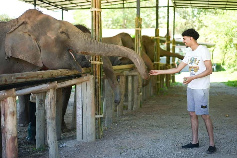 Chiang Mai: Jungle Jumbo Elephant Sanctuary with Waterfall - Practical Details and Tips