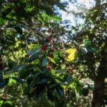 Chiang Mai : Thep Sadet & Coffee Plantation Full Day Hiking - The Diverse Trail Experience