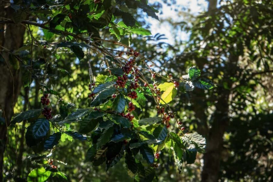 Chiang Mai : Thep Sadet & Coffee Plantation Full Day Hiking - The Diverse Trail Experience