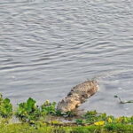 Chitwan: 2 Full day jungle walk with Canoeing all inclusive - Practical Details and Tips