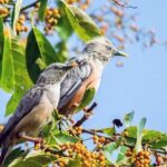 Chitwan 2 Nights All Inclusive Jungle Safari Tour - A Detailed Look at the Itinerary