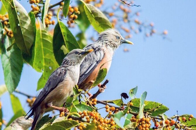 Chitwan 2 Nights All Inclusive Jungle Safari Tour - A Detailed Look at the Itinerary