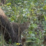 Chitwan National Park: Canoeing and Jungle Walk with Lunch - Why This Tour Is Worth Considering