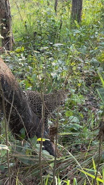 Chitwan National Park: Canoeing and Jungle Walk with Lunch - Why This Tour Is Worth Considering