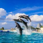 Churaumi Aquarium, Cape Manzamo, American Village - Detailed Breakdown of the Itinerary