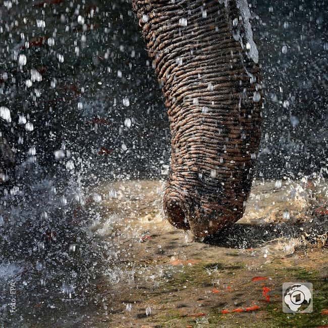 Cochin: Periyar Wildlife Sanctuary Safari with Boat Ride - Key Points