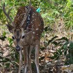 Coimbatore Day Tour: Forest, Wildlife & Hill Station Trip - Final Thoughts