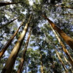 Coimbatore: Ooty Day Trip with Private Cab - The Benefits of a Private Cab Experience