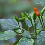 Coorg: Mercara Gold Estate Coffee/Spice Farm and Museum Tour - Final Thoughts