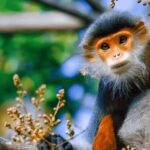 Da Nang Half day City Tour: Linh Ung, Marble & Am Phu Cave - Detailed Breakdown of Each Stop