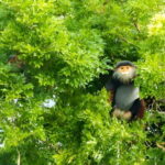 Da Nang: Wildlife watching, Douc Langurs watching, education - Authentic Experiences and Honest Feedback