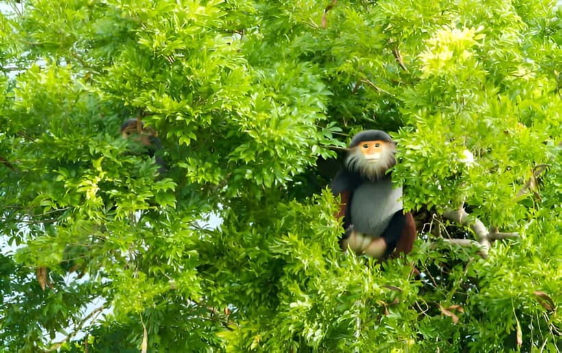 Da Nang: Wildlife watching, Douc Langurs watching, education - Authentic Experiences and Honest Feedback