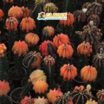 Davao: Full-Day Tour to Bansalan and Kapatagan - Exploring the Itinerary in Detail