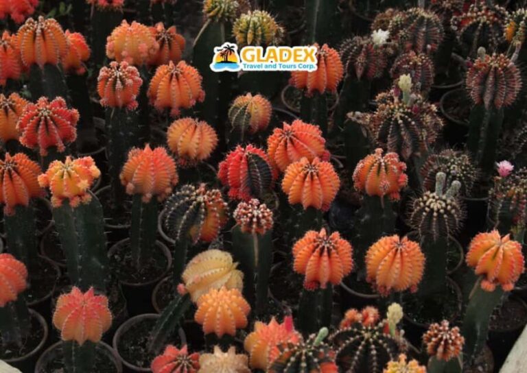 Davao: Full-Day Tour to Bansalan and Kapatagan - Exploring the Itinerary in Detail