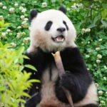 Day Tour of Chengdu & Panda Research Base - Practical Details & Value
