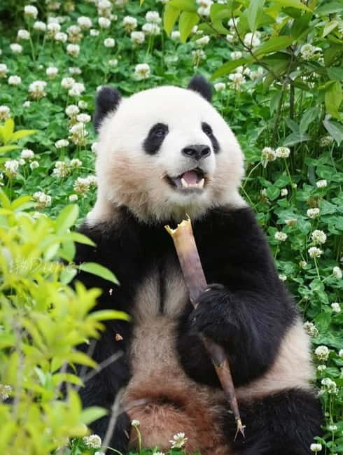 Day Tour of Chengdu & Panda Research Base - Practical Details & Value