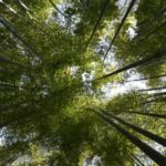 Day Trip Kamakura from Tokyo with National Licensed Guide - Transportation and Duration