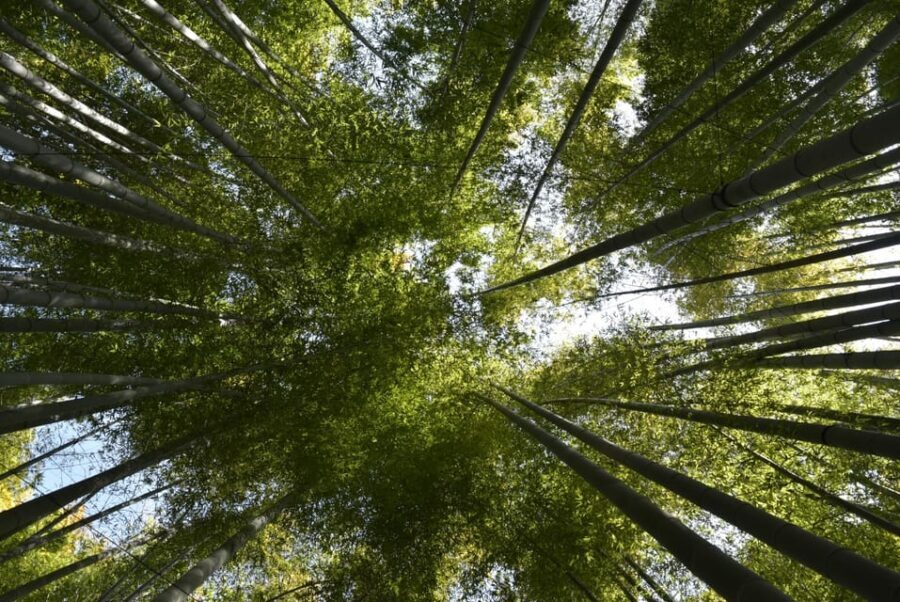 Day Trip Kamakura from Tokyo with National Licensed Guide - Transportation and Duration