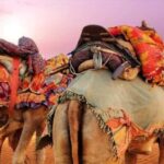 Delhi:- 06- Days Rajasthan, Heritage, Forts & Cultural Tour - Who Should Consider This Tour