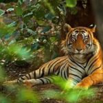 Delhi: 2-Day Ranthambore Safari Expedition with Car & Guide - Why This Tour Offers Great Value
