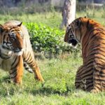 Delhi, Agra, Jaipur & Ranthambhore Tiger Safari 5-Day Tour - Who Will Love This Tour?