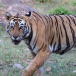 Delhi: Sariska Tiger Reserve Tour with 5-Star Lunch - Journey from Delhi to Sariska in Style