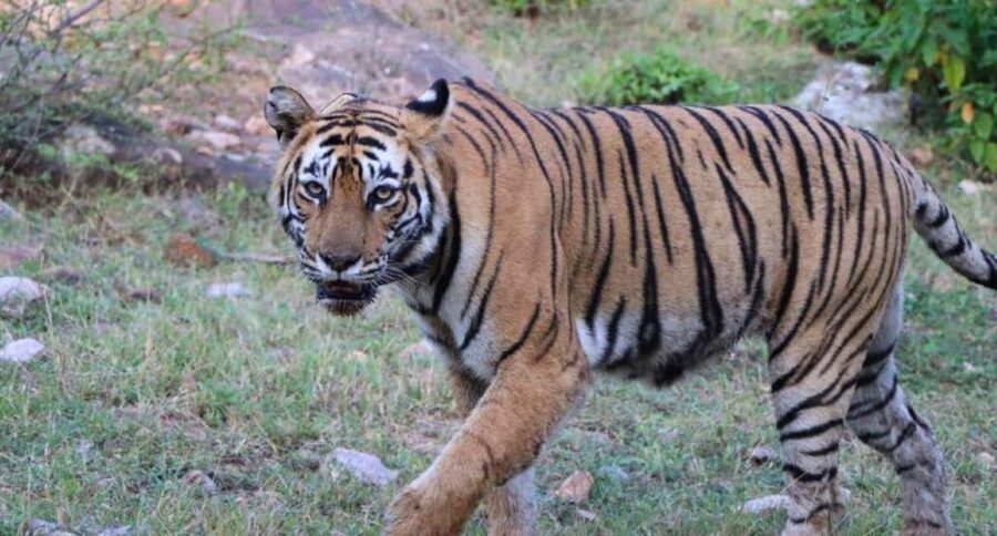 Delhi: Sariska Tiger Reserve Tour with 5-Star Lunch - Journey from Delhi to Sariska in Style