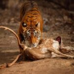 Delhi to Ranthambhore Overnight Tour/Tiger Safari By Car - Why the Experience Matters