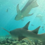 Dhiffushi: Snorkeling with Nurse Sharks - A Detailed Look at the Snorkeling Adventure in Dhiffushi