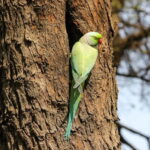 Discover Birding heaven at Sultanpur in a day from Delhi - Authentic Feedback from Visitors
