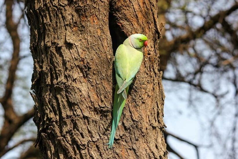 Discover Birding heaven at Sultanpur in a day from Delhi - Authentic Feedback from Visitors