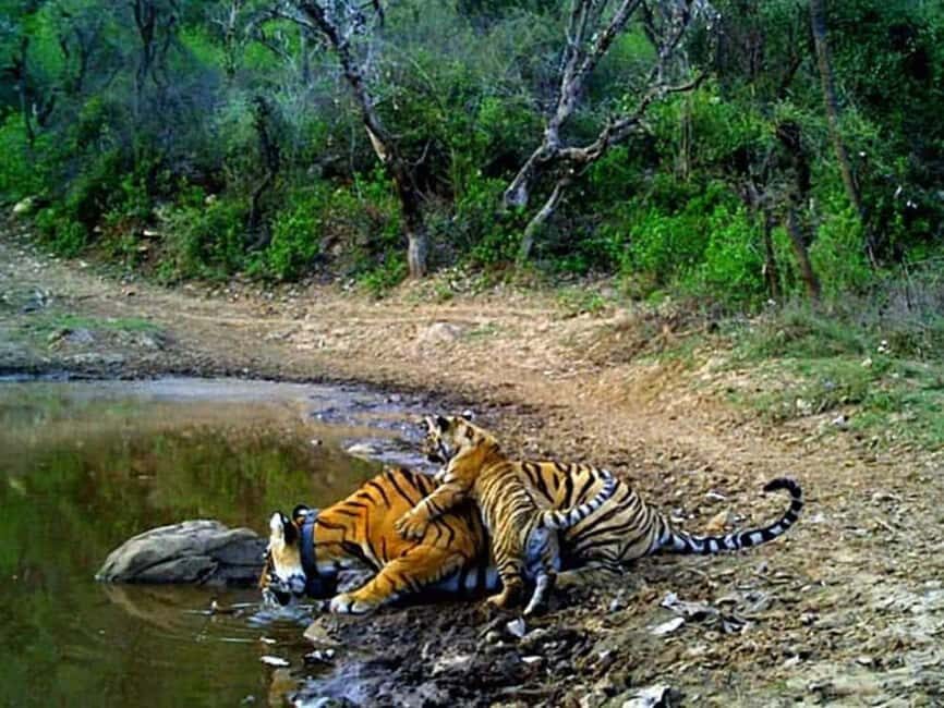 Discover Delhi, Agra & Tigers: 4-Day Ranthambore Tour - Final Thoughts: Who is This Tour Best For?