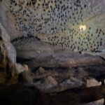 Discover Langkawi Like a local - Private Island Tour - The Mangrove Trek: Natures Hidden Treasure