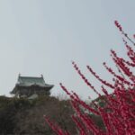 Discover Osaka:Private Walking Tour of the Citys Best Spots - Authentic Insights from Past Travelers