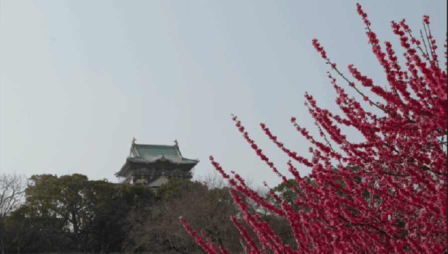 Discover Osaka:Private Walking Tour of the Citys Best Spots - Authentic Insights from Past Travelers