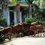 Discover The Hidden Charm Of Hoi Ans Countryside On A Bike Tour - What Makes This Tour Special?