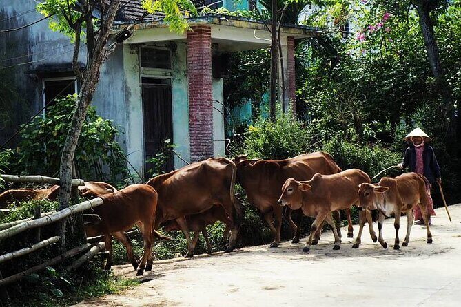 Discover The Hidden Charm Of Hoi Ans Countryside On A Bike Tour - What Makes This Tour Special?