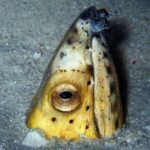 DiveGurus -Scuba Diving in Boracay - Why This Tour Offers Great Value