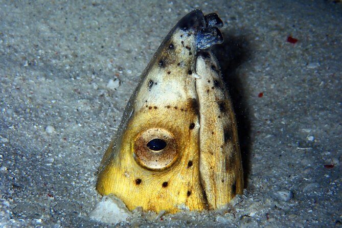 DiveGurus -Scuba Diving in Boracay - Why This Tour Offers Great Value