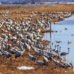 Drop Jaisalmer with Visit Osian and Khichan from Jodhpur - Practical Details and What to Expect