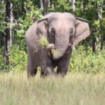 Elephant experience tour in Tay Nguyen - Exploring Yok Don National Park and Its Elephants