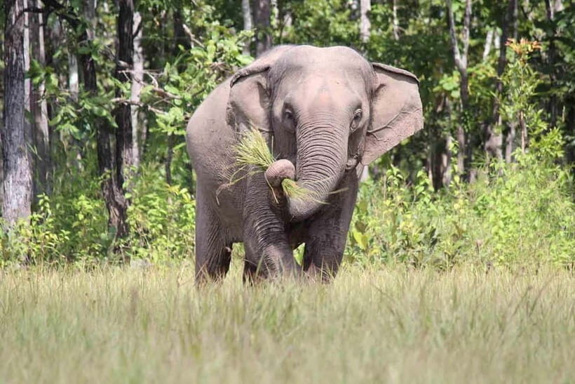 Elephant experience tour in Tay Nguyen - Exploring Yok Don National Park and Its Elephants