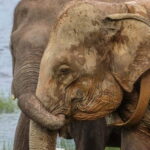 Elephant safari: Minneriya national park elephant safari - Who Will Love This Tour?