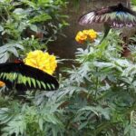Elevate Your Senses: A Day of Wonders in Cameron Highlands! - Visiting the Cameron Highlands Butterfly Garden