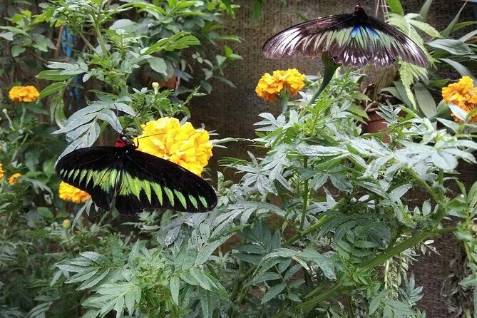 Elevate Your Senses: A Day of Wonders in Cameron Highlands! - Visiting the Cameron Highlands Butterfly Garden