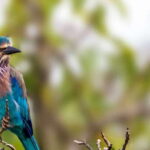 Ella Safari Jeep Tour: Nine Arches, Peaks & Waterfalls - What Makes This Tour Special?