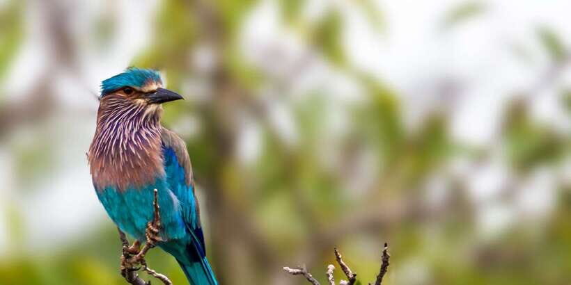 Ella Safari Jeep Tour: Nine Arches, Peaks & Waterfalls - What Makes This Tour Special?