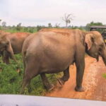 Ella: Shuttle to Tangalle/Mirissa/Galle & Udawalawa Safari - Who Is This Tour Best For?